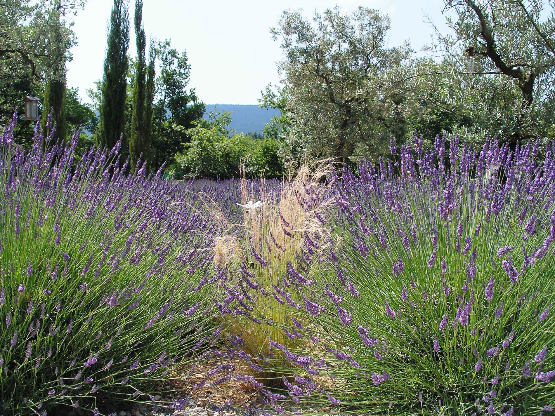 Its abundant vegetation provides a beneficial freshness during the summer, to enjoy the pleasures of nature and leave you intoxicated by the scent of lavender