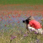 Poppy field in Provence