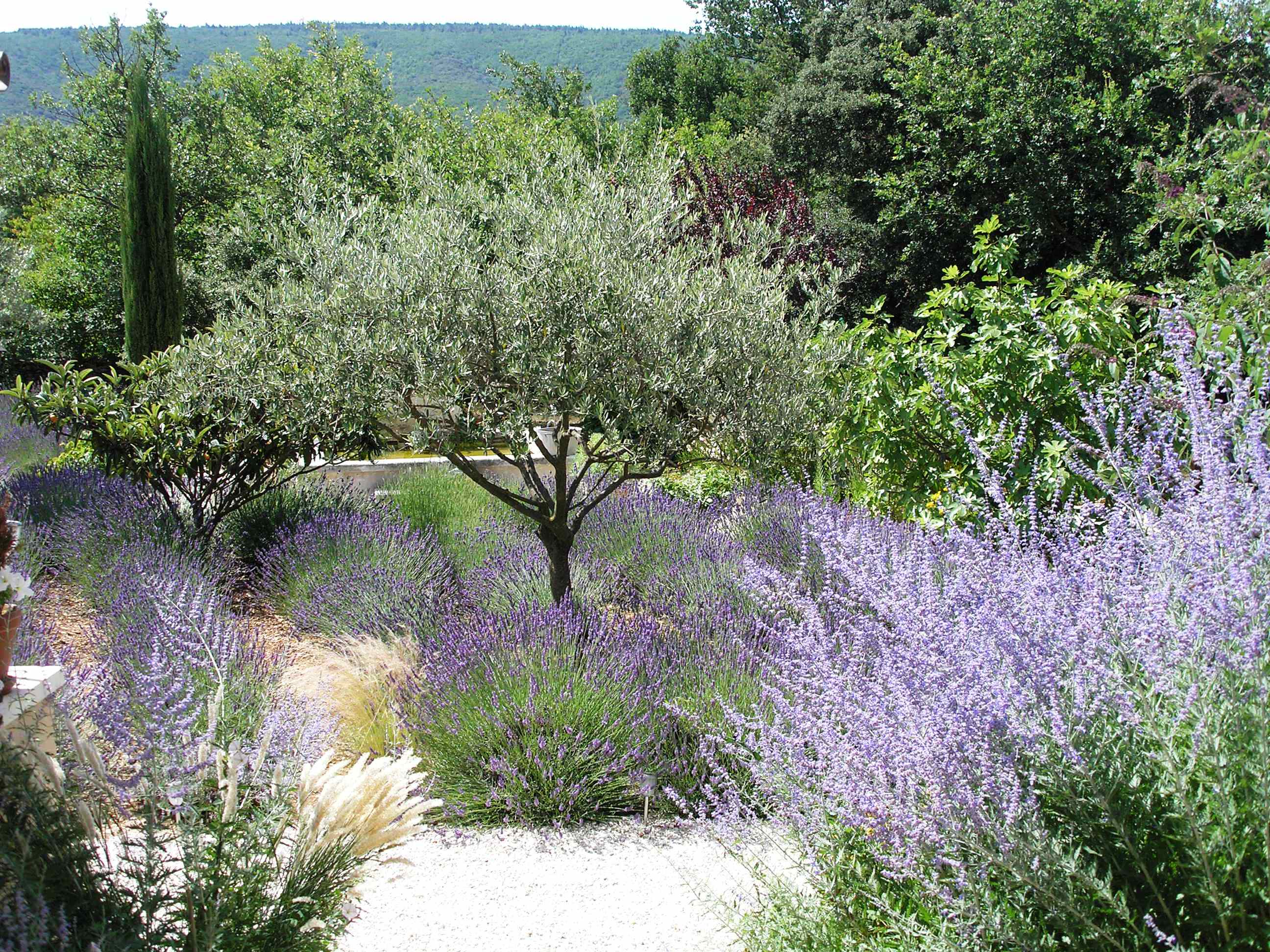 The garden is a place of relaxation and serenity with lavender